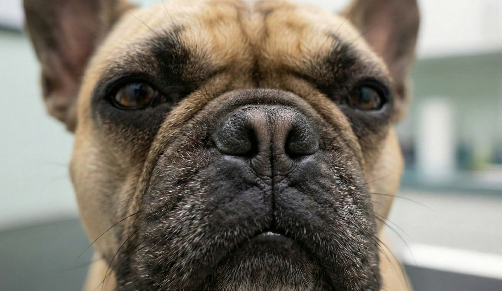 Síndrome Braquicefálica em Buldogues