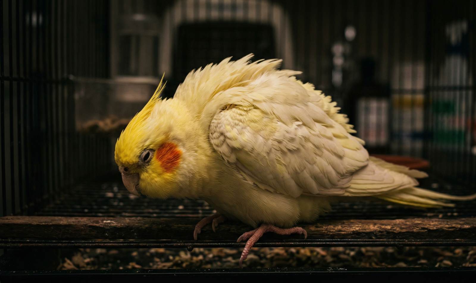 calopsita encorujada